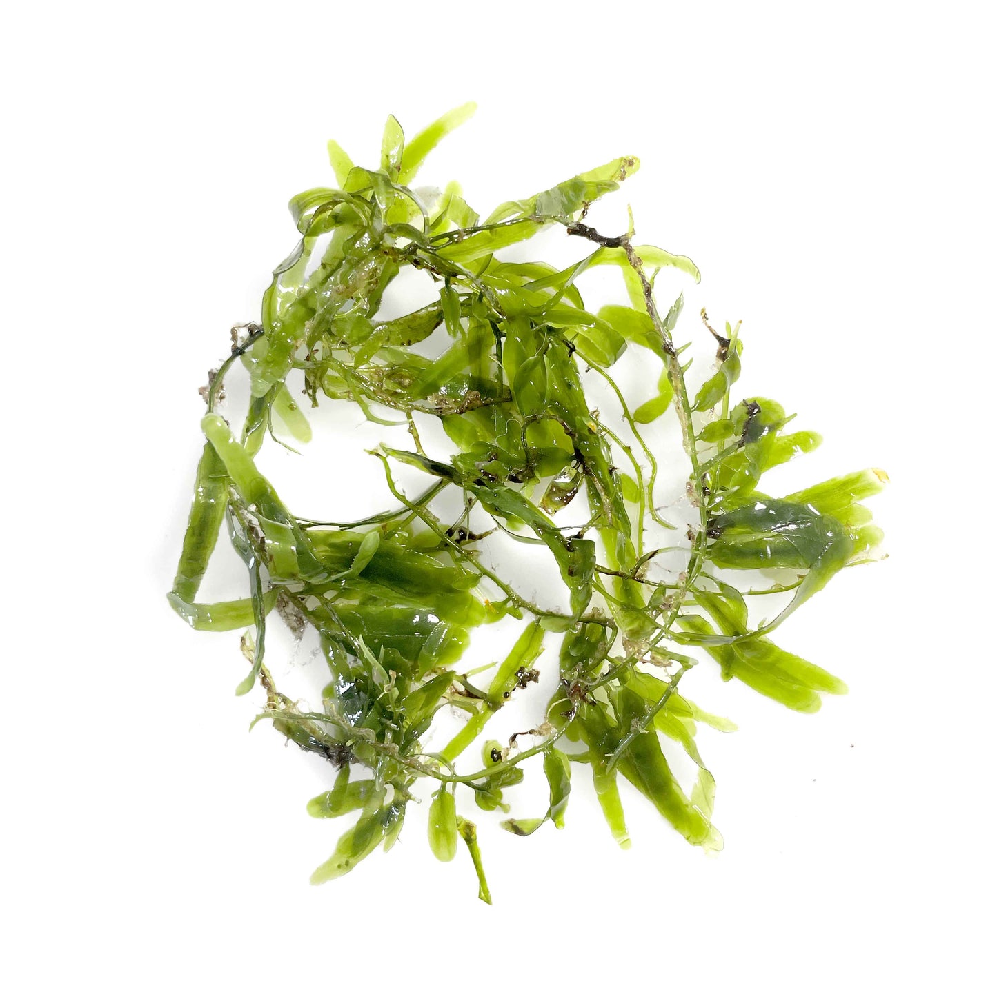 Caulerpa brachypus