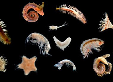 Chapitre deux - La vie secrète du récif : les rôles du benthos et du zooplancton.