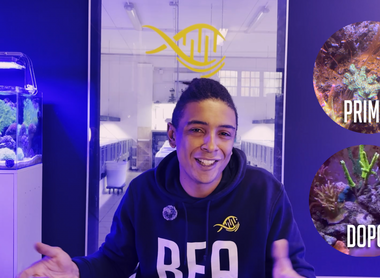 D'un aquarium incontrôlable à un système stable : un guide pour la restauration complète d'un aquarium marin !