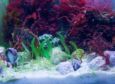 Le Refugium : Aspects techniques et mise en place.