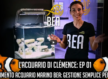 Aquarium marin BEA : Entretien simple pour débutants : Épisode 1