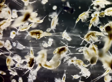 Nouveau Mesocosmo PRO : les nouveautés et les différences entre PRO, MICRO, MACRO et TISBE !