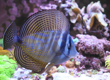Alimentation des Acanthuridae dans les aquariums récifaux marins.