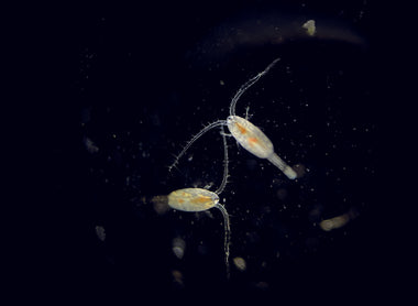 La microfaune en aquarium marin : la clé du succès (avec Nicola Lo Duca)