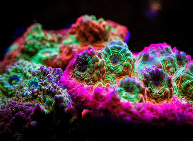 L'holobionte et l'équilibre invisible : les bactéries dans l'aquarium récifal marin.