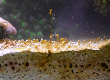 Guide pratique sur les dinoflagellés : les identifier, comprendre leurs causes et les combattre. 