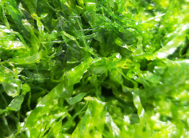 Quoi de neuf - BEA Algae Fresh : Algues fraîches, naturelles !