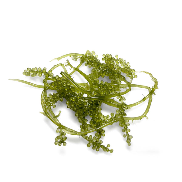 Caulerpa lentillifera