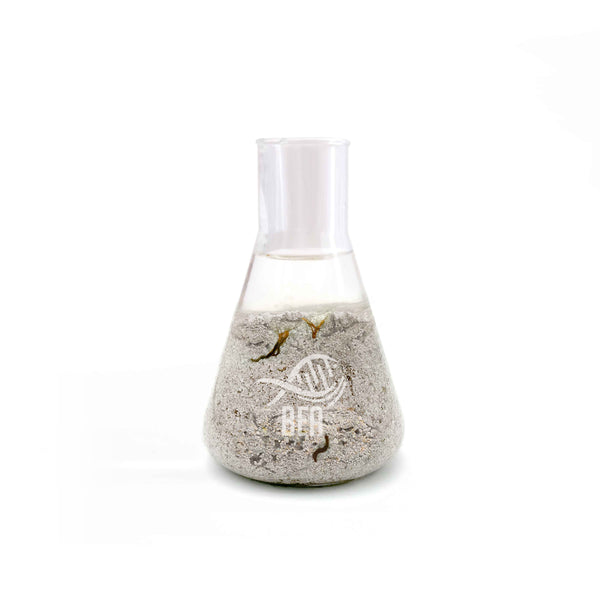 Inoculation du sable BEA